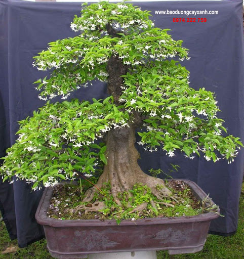 Phôi Cây Mai Chiếu Thủy bonsai bonsai giống