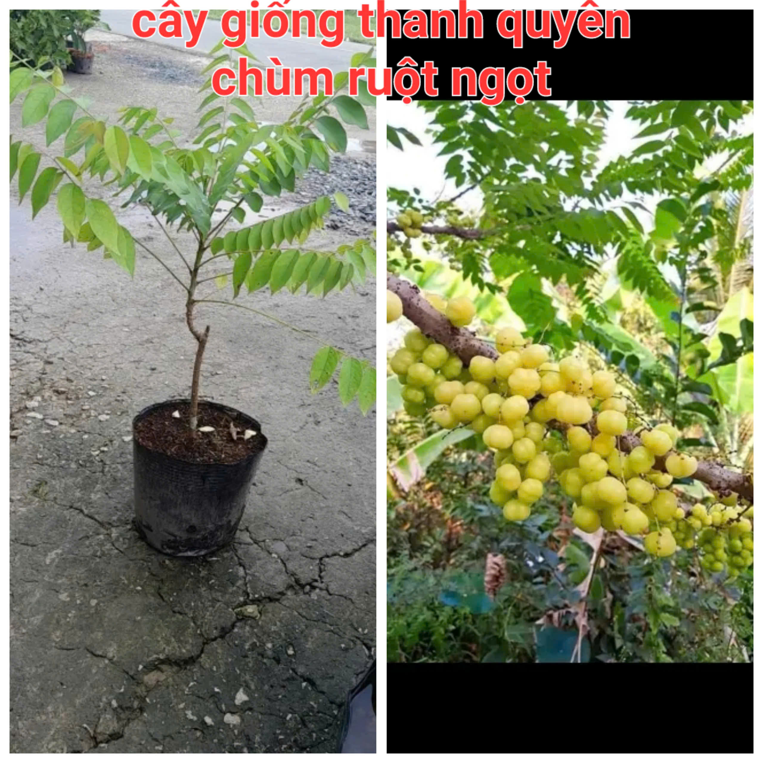 CÂY CHÙM RUỘT NGỌT ,CÂY GHÉP CHUẨN GIỐNG 100%