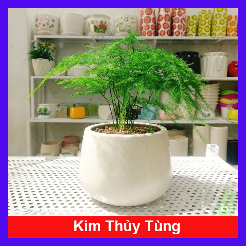 Cây Thủy Tùng - cây cảnh để bàn - cây cảnh mini - cây cảnh trong nhà - HKPQ