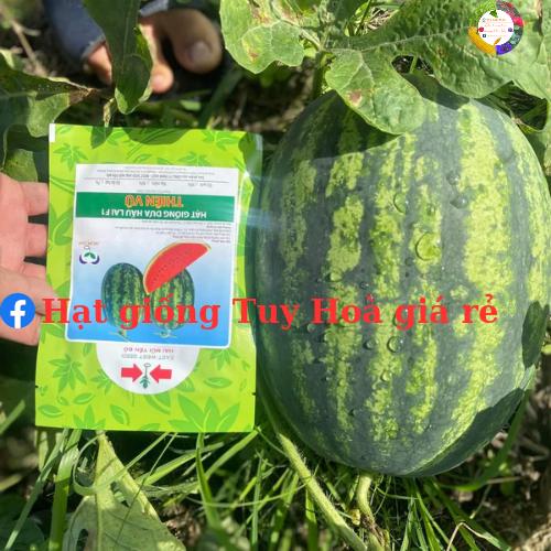 Hạt giống dưa hấu Thiên Vũ F1 hai mũi tên đỏ gói 20 gram