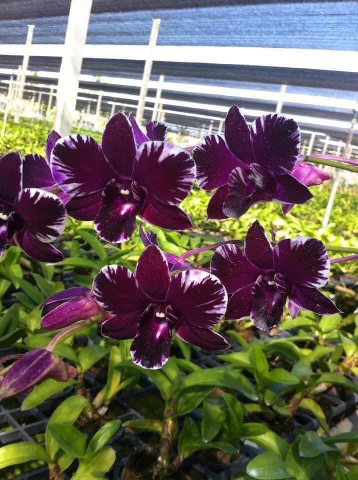 Hoa lan ngọc trai đen 5%