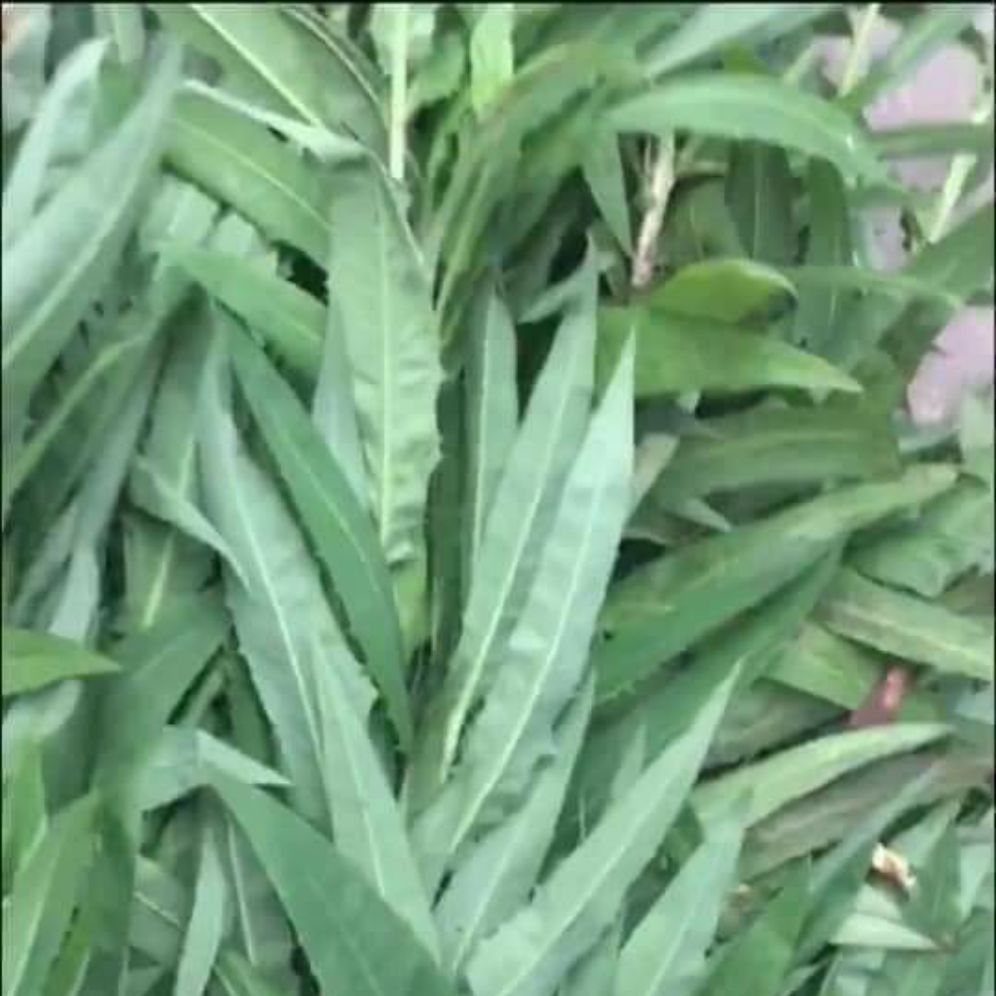 cây bồ cônh anh khô (1kg)