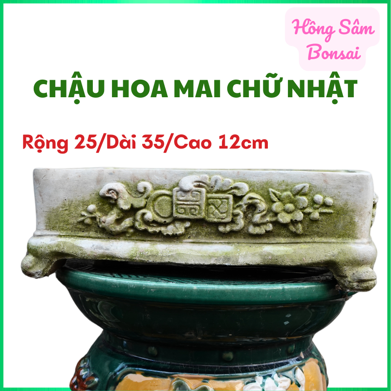 Chậu Cảnh Hoa Mai - Họa Tiết Nổi Trồng Cây Bonsai