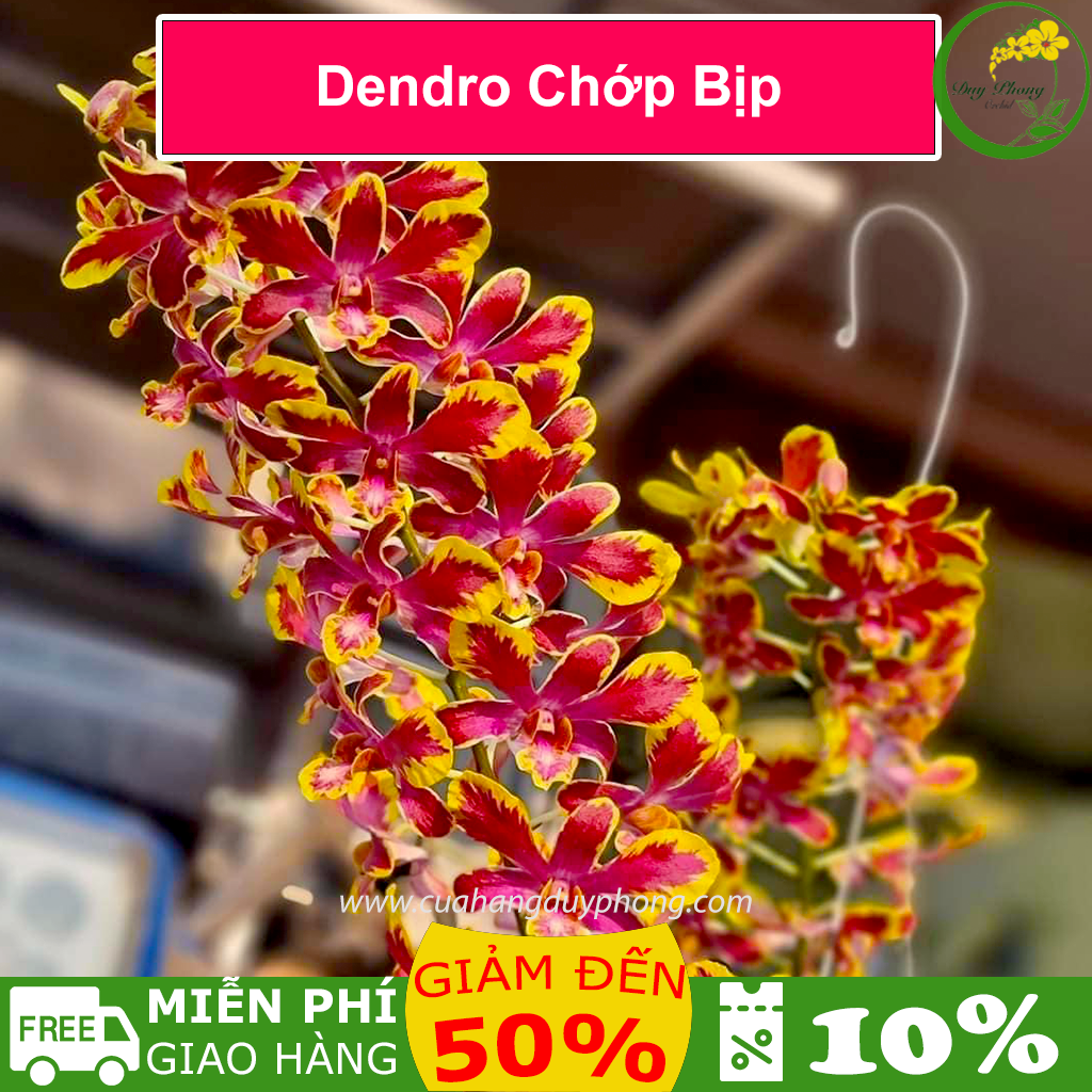Hoa Lan Dendro Chớp Bịp - Đang nhú vòi hoa như hình
