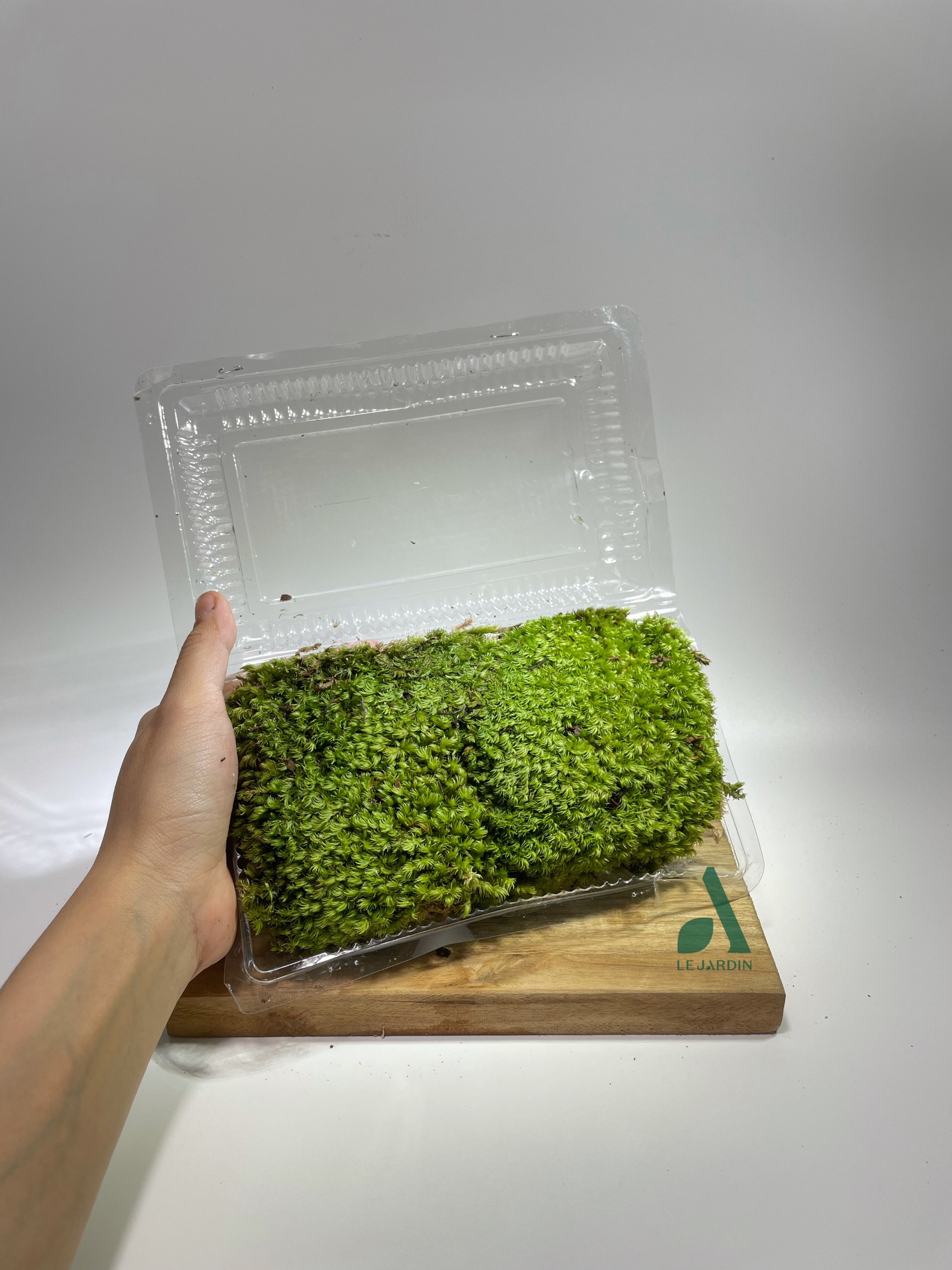 Rêu Xanh - Rêu cushion chịu cạn rêu đầu xanh rêu bán cạn đắp non bộ terrarium