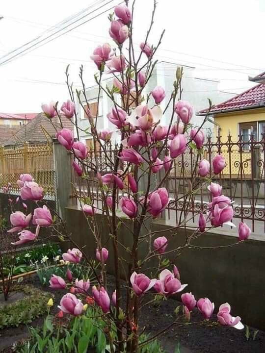 Cây giống mộc lan cho hoa tết - Magnoliaceae