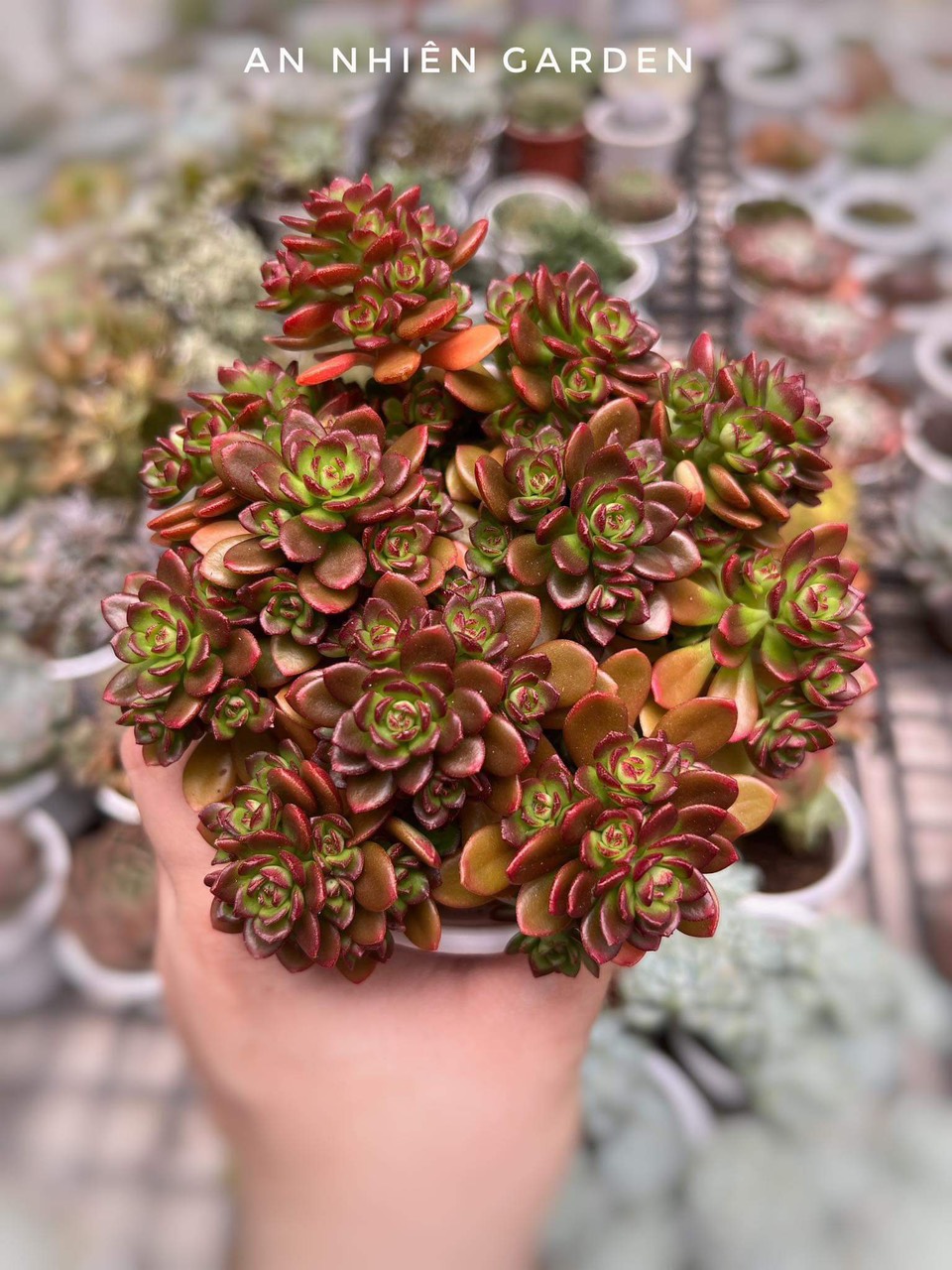 SEN ĐÁ SEDUM HOA HỒNG ĐỎ SIZE TRUNG KT 10-12cm- xuất xứ Đà Lạt khoẻ đẹpLỖI 1 ĐỔI 1