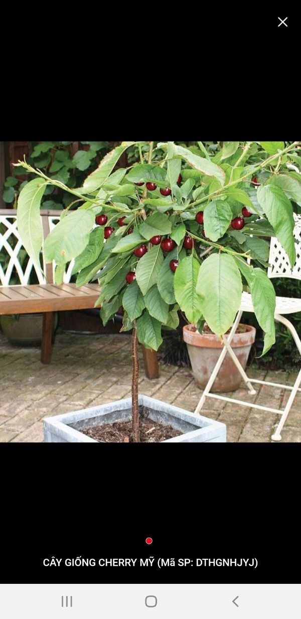 cây giống cherry Mỹ