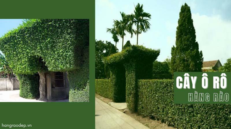 cây giống cây ô rô làm hàng rào trồng cảnh quan