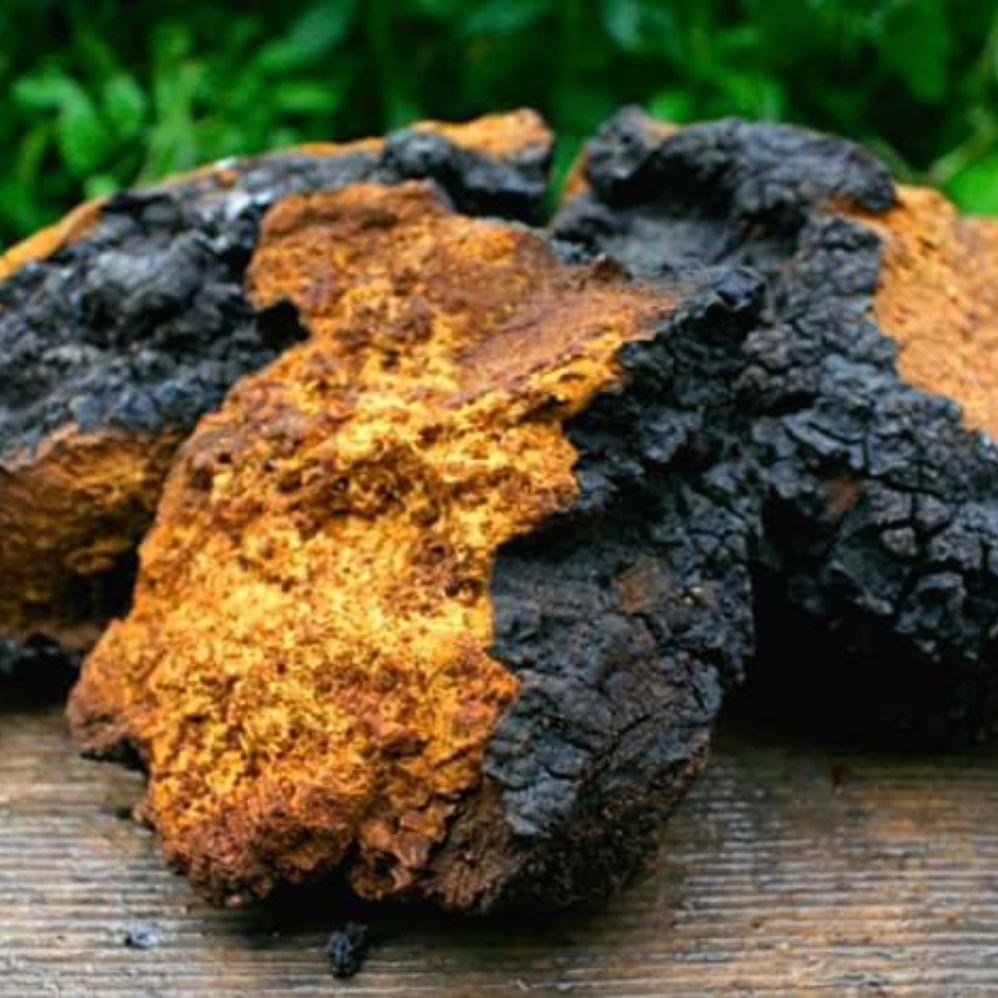 [HCM]Nấm chaga Siberia LB Nga