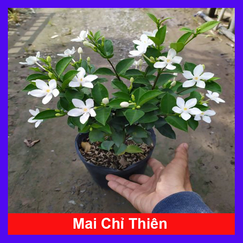 Mai Chỉ Thiên - Cây cảnh trong nhà