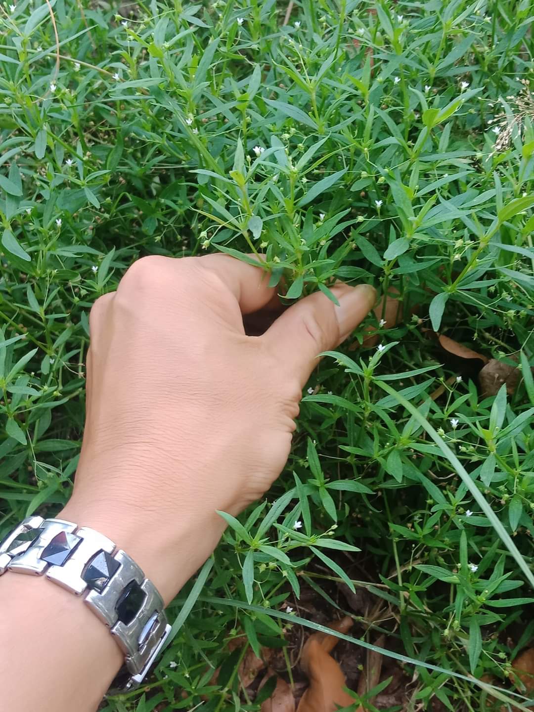 Bạch h.oa xà