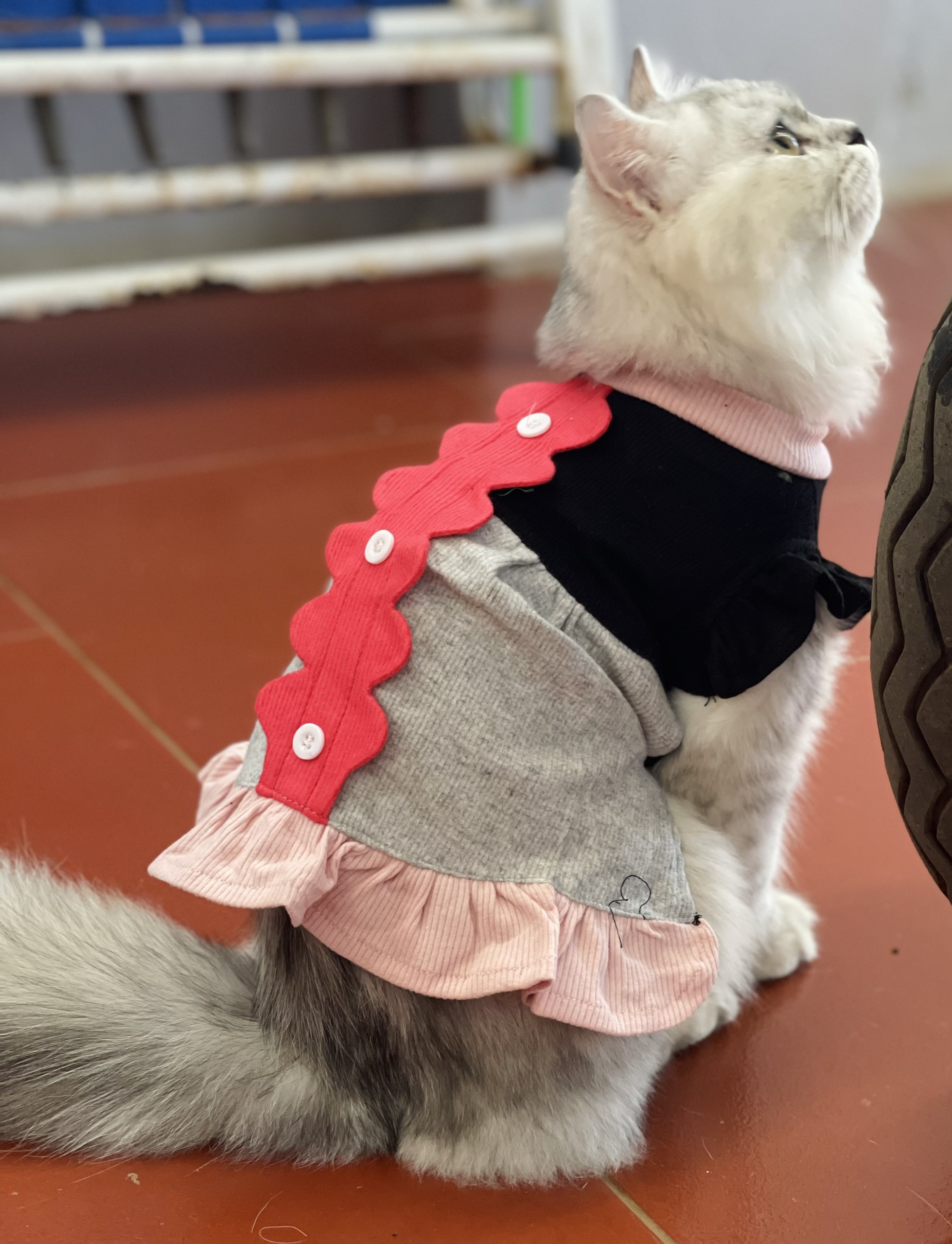 Áo tết cho chó mèo Cutepets - Pet shop & Grooming Spa Thú cưng Hà Nội