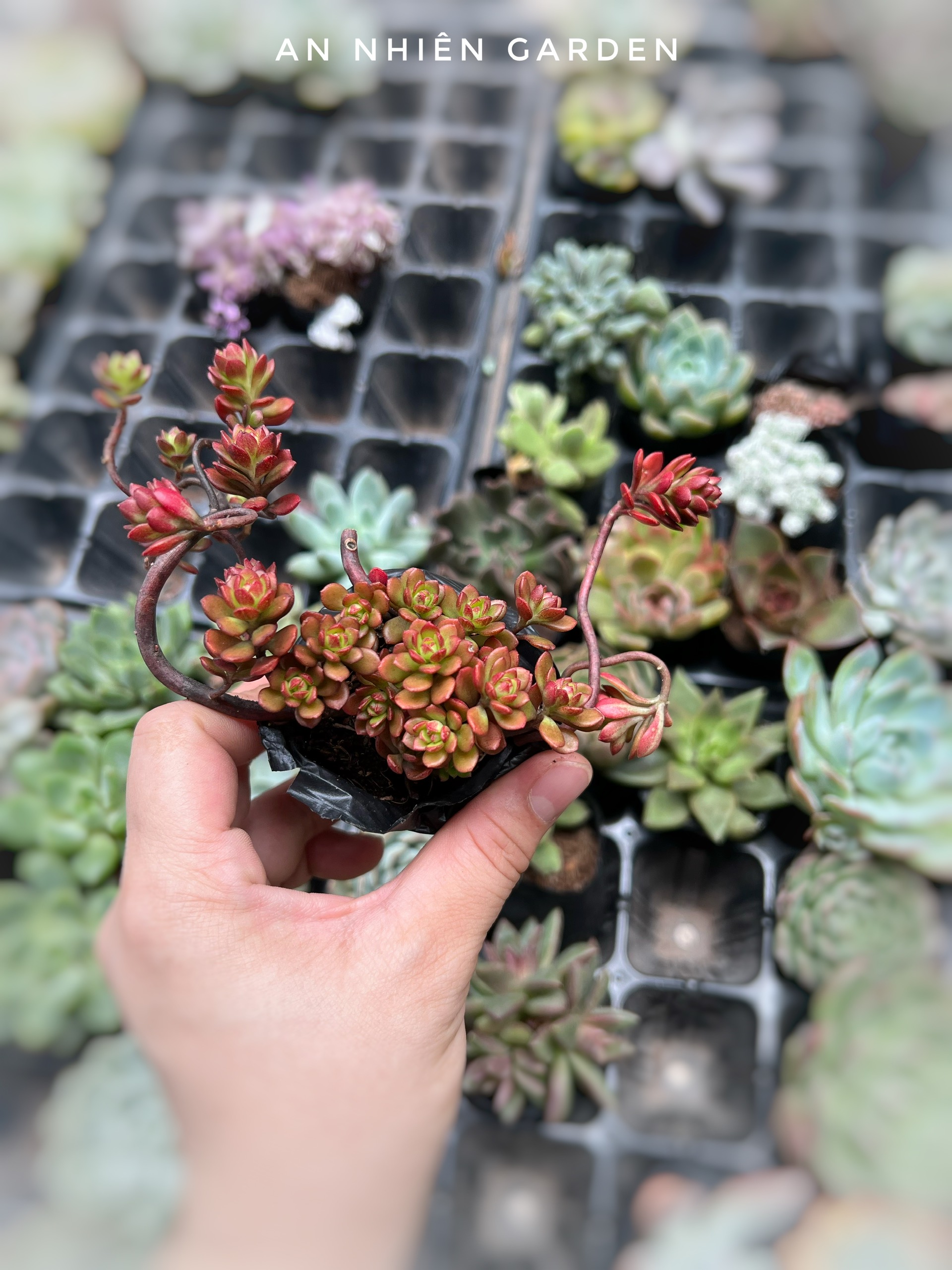 SEN ĐÁ SEDUM HOA HỒNG ĐỎ SIZE BẦU KT 5-7cm- xuất xứ Đà Lạt khoẻ đẹpLỖI 1 ĐỔI 1