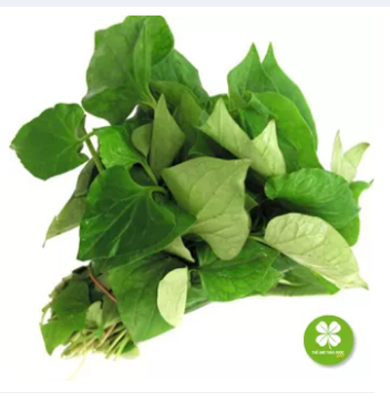 Cây diếp cá khô (Ngư tinh thảo) 1KG - DTX241