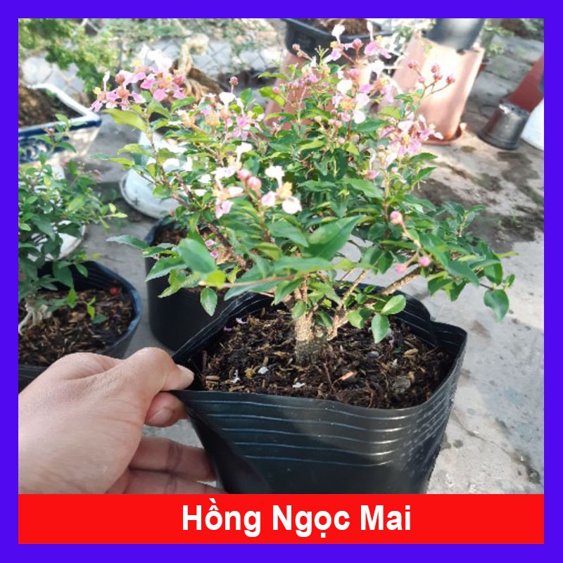 Cây Hồng Ngọc Mai - Sơ ri kiểng - cây cảnh mini - cây cảnh để bàn - caykiengsadec