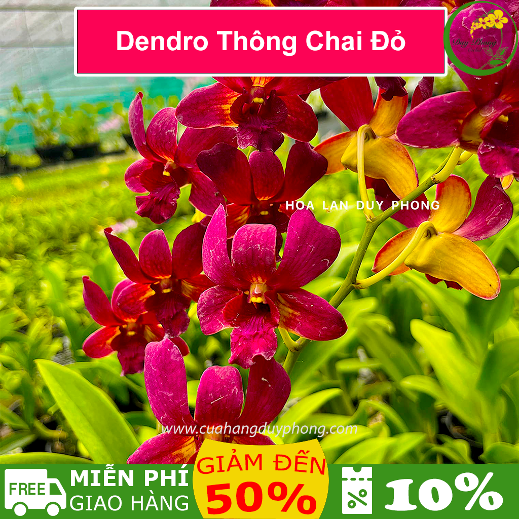 Hoa lan Dendro Thông Chai đỏ - bán cây như hình hoa thơm vòi hoa dài