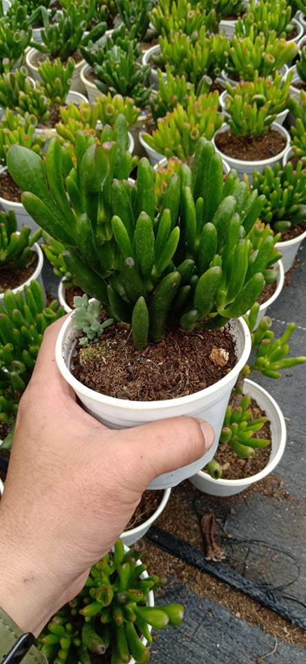 SEN ĐÁ ỐNG ĐIẾU THÂN CỔ THỤ
