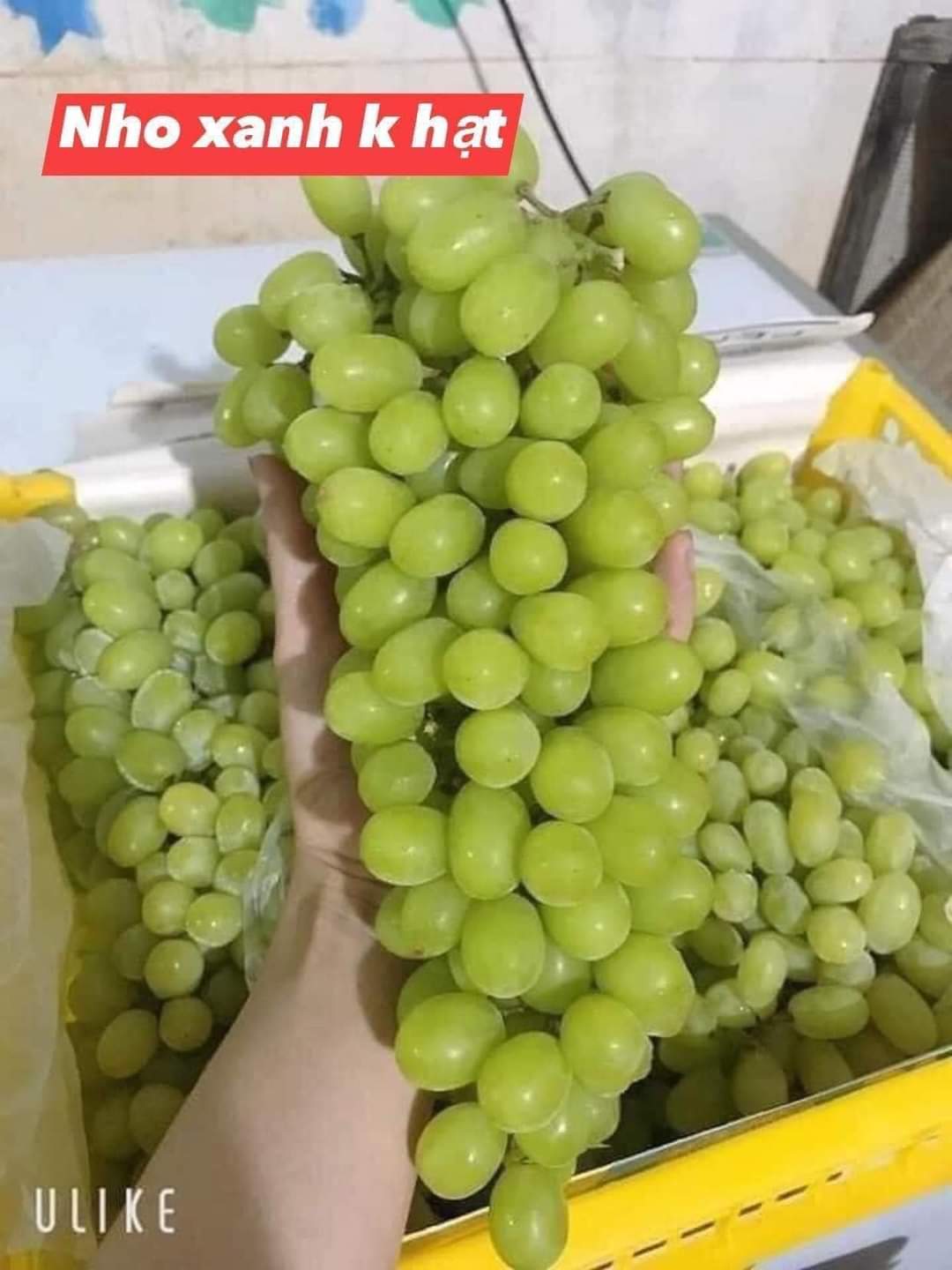 [Chỉ ship 2h Hà Nội]  Tổng hợp các loại Nho NK