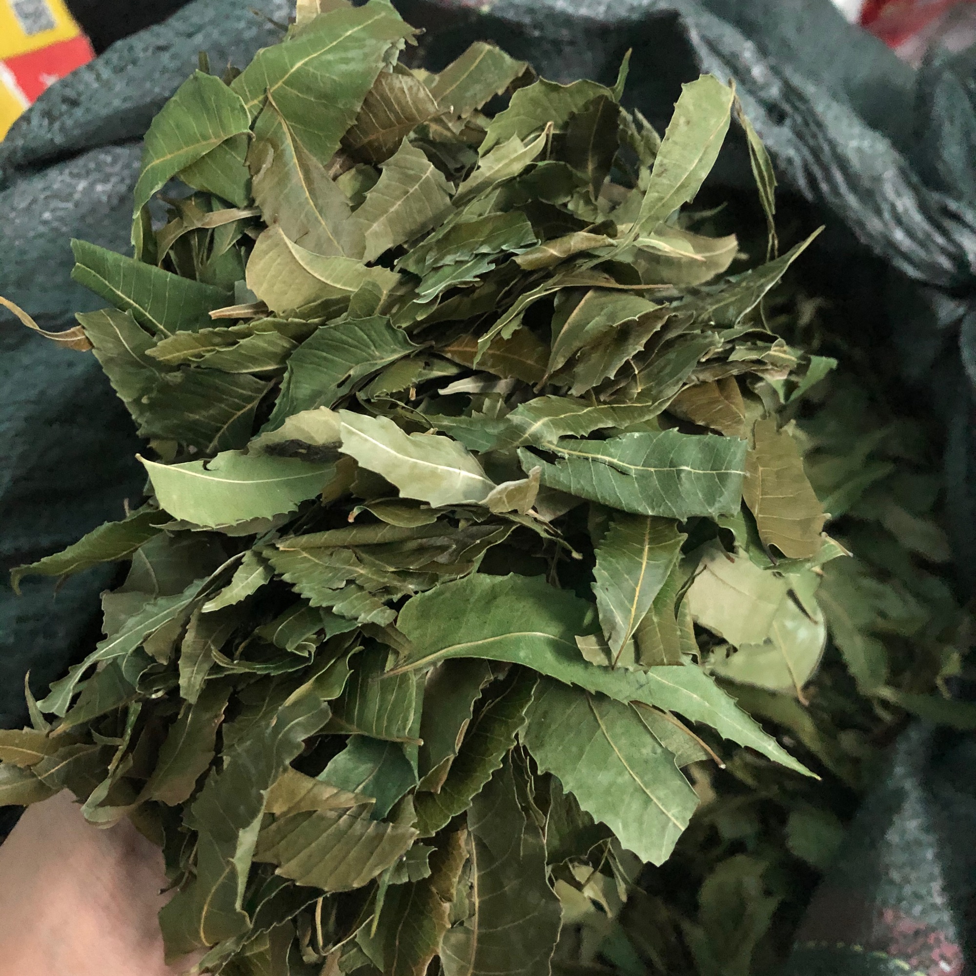 Lá neem gội đầu 100g