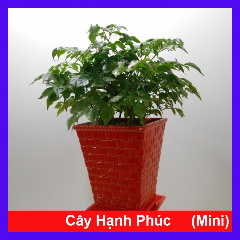 Cây Hạnh Phúc ( Mini ) - cây cảnh mini - cây cảnh để bàn - caykiengsadec