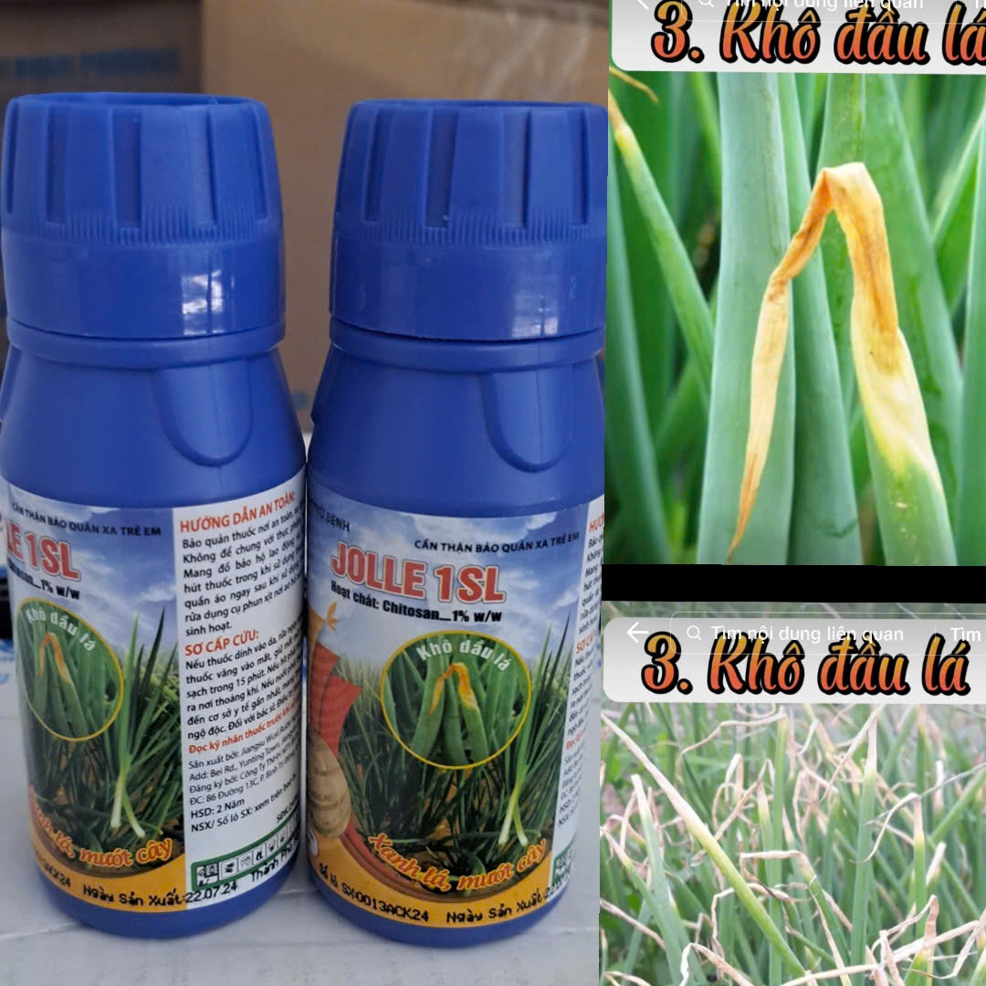 JOLLE 1SL 100ml -  Phòng trừ vi khuẩn sọc lá và cháy lá khô đầu lá trên hành