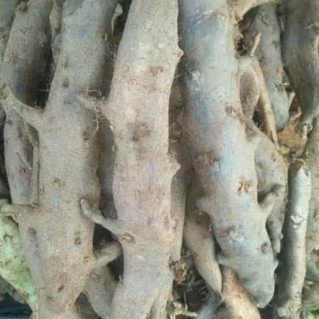 Cốt Toái Bổ Còn Có Tên Tác Kè Đá 70K 1Kg Khô Lát