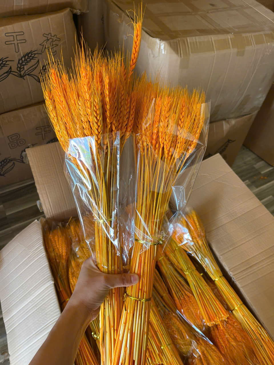 Bó 100 Bông Lúa Mạch Hoa Lúa Mạch Vàng (loại 1)Lúa Mạch Decor Trang Trí Chụp Ảnh