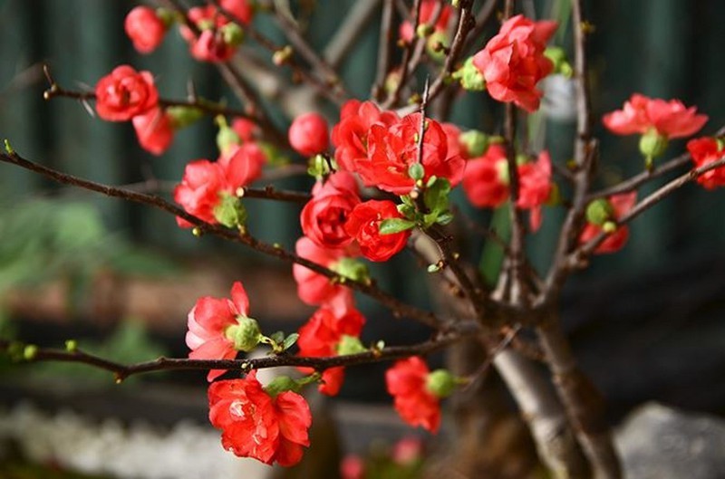 Mai Đỏ bonsai TỨ QUÝ CHẬU HOA QUANH NĂM SIÊU ĐẸP