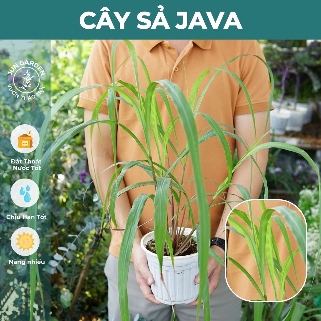 Cây Giống Sả Java Sả chanh Thái