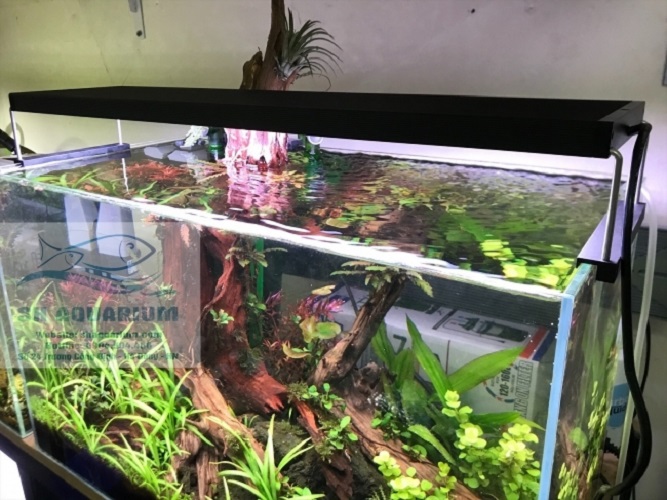 [HOÀN TIỀN 10%]ĐÈN CHIHIROS WRGB2 30CM