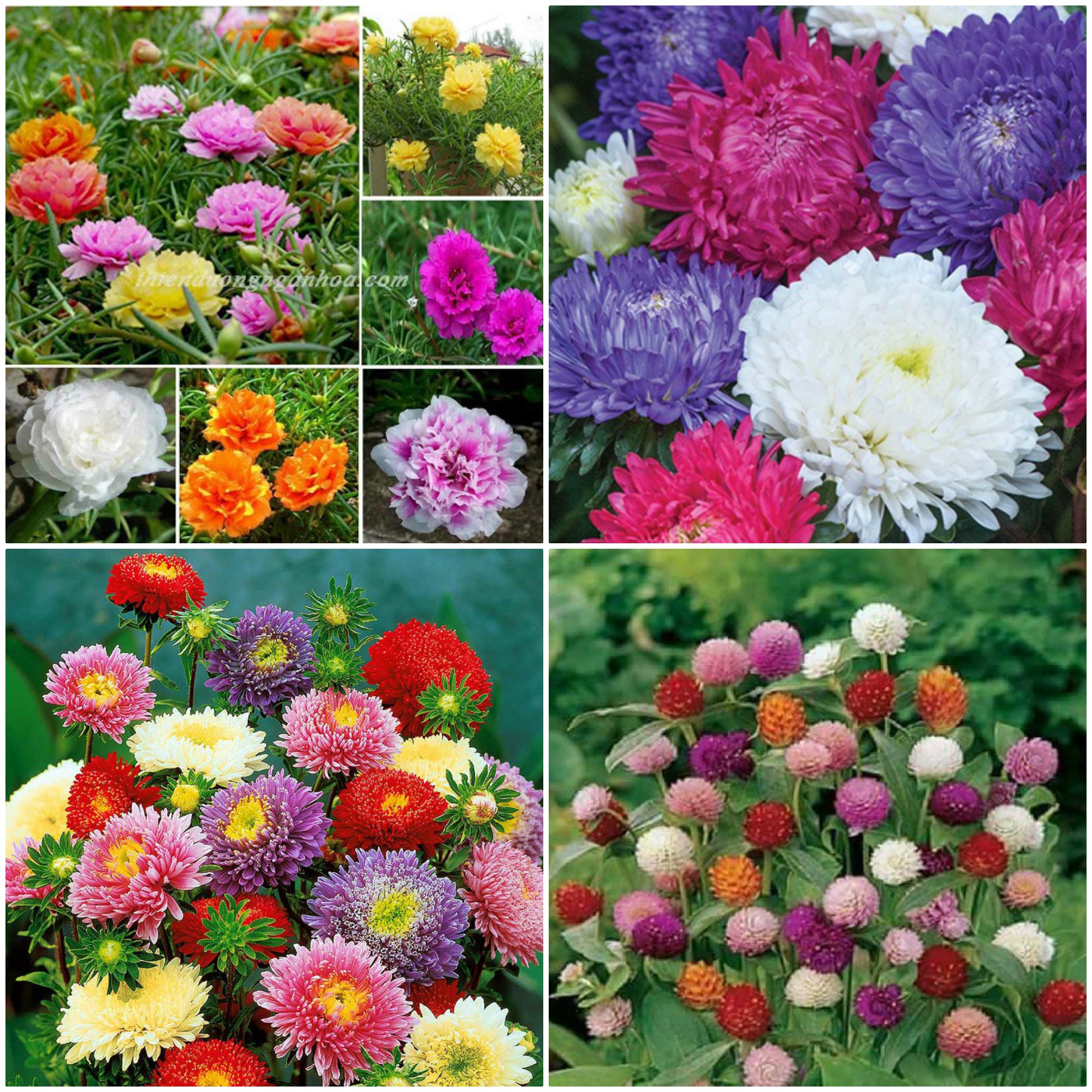 0D Combo 3 Gói TÚI ZIP Hạt Hoa Cúc Dễ Trồng Cho Hoa Quanh Năm Tặng Kích Mầm Hoặc Phân Bón (HOA MƯỜI