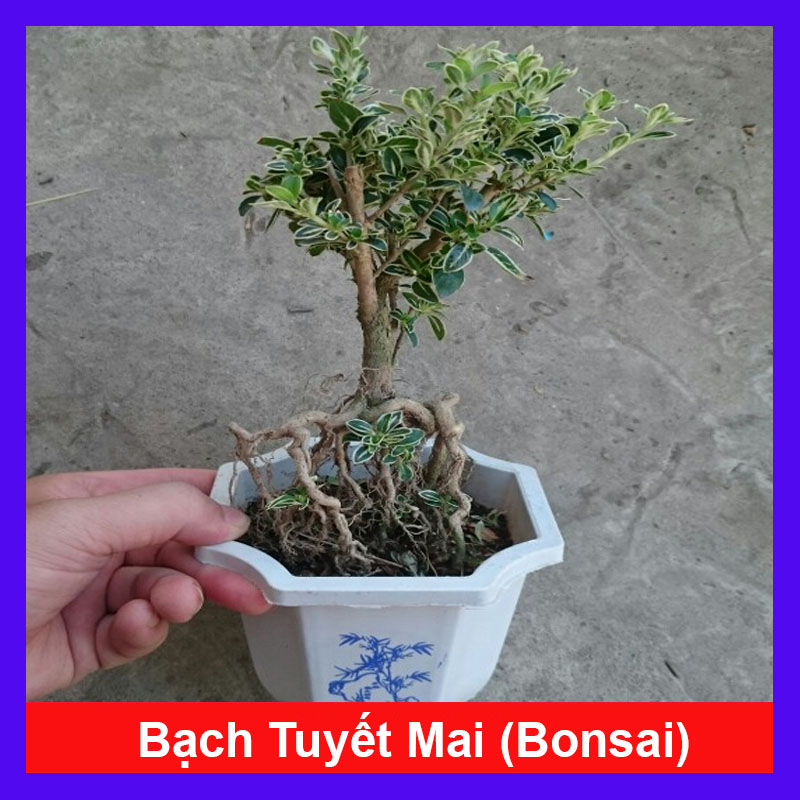 Bạch Tuyết Mai Bonsai - Cây cảnh Bonsai để bàn - Cây cảnh trong nhà