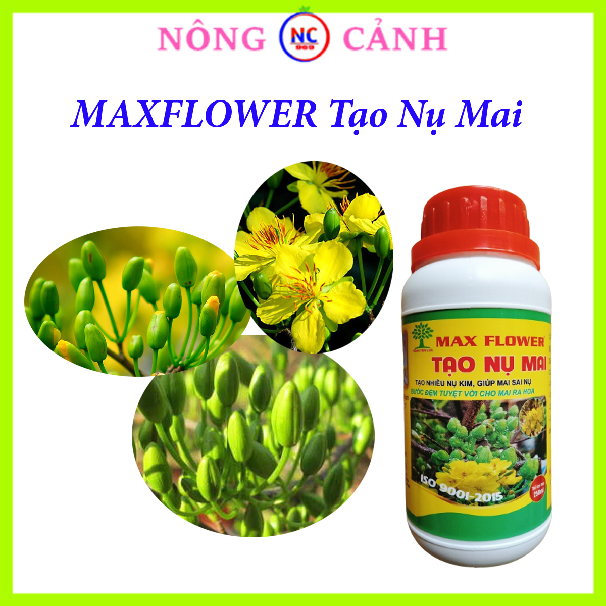 Siêu tạo nụ mai vàng phân bón kích hoa mầm hoa nụ kim (NĐ 250ml)