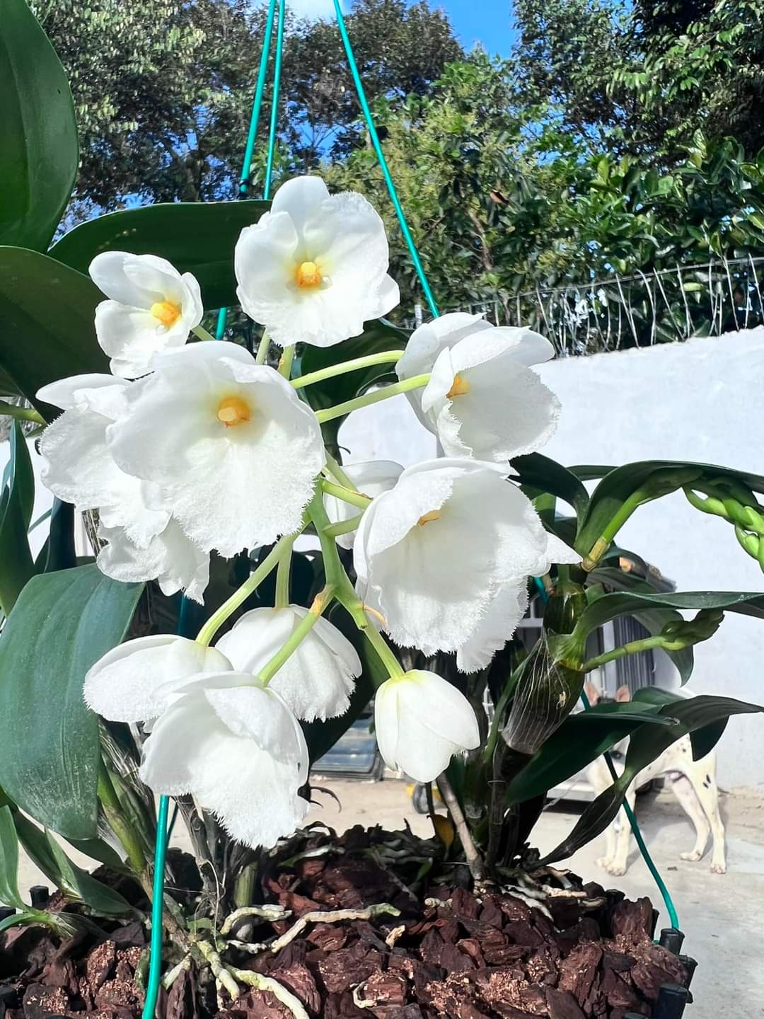 Hoa lan Kiều  trắng ( hoa lan thủy tiên trắng) hoa thơm cây giống nhỏ
