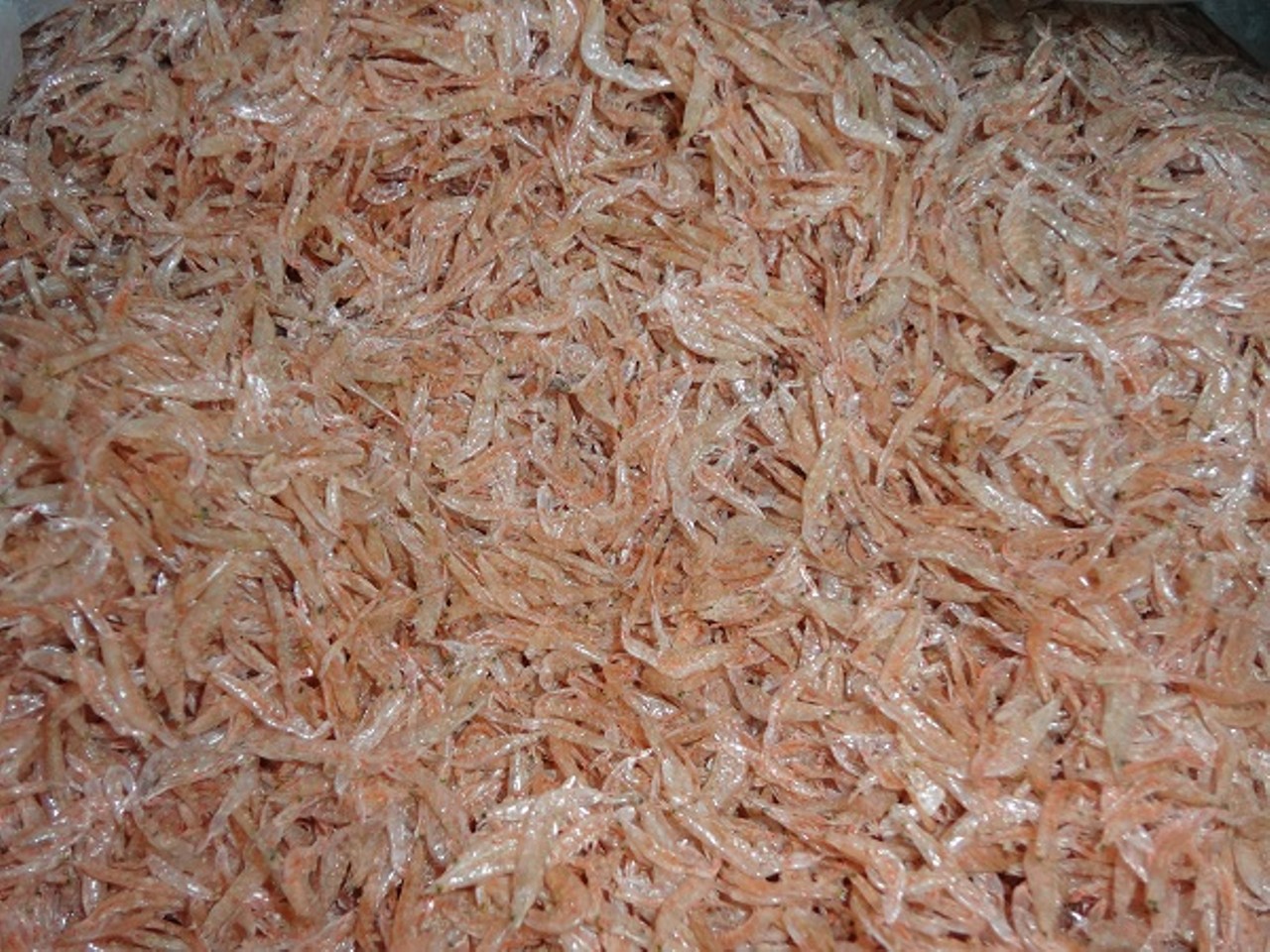 Hàng xuất khẩu - Tép khô ( ruốc khô) Nghệ An ngon sạch thơm vị ngọt đóng gói 1kg