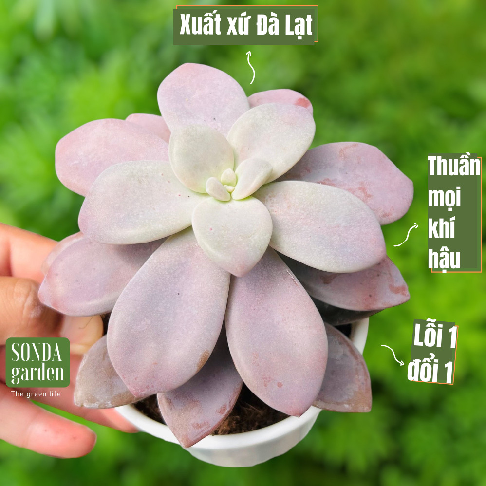 Sen đá sỏi tiểu thư SONDA GARDEN size trung bình 10-12cm cây cảnh trang trí nhà cửa lỗi 1 đổi 1