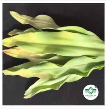 Cây Náng Hoa Trắng (Gói 1Kg) - Dtx154