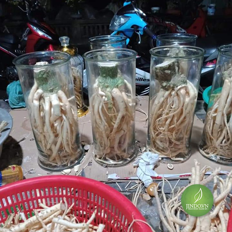0.5Kg Rễ Đinh Lăng Nguyên Củ - Eg256 Redinhlang