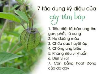 Cây tầm bóp khô (gói 1kg) - mxt080