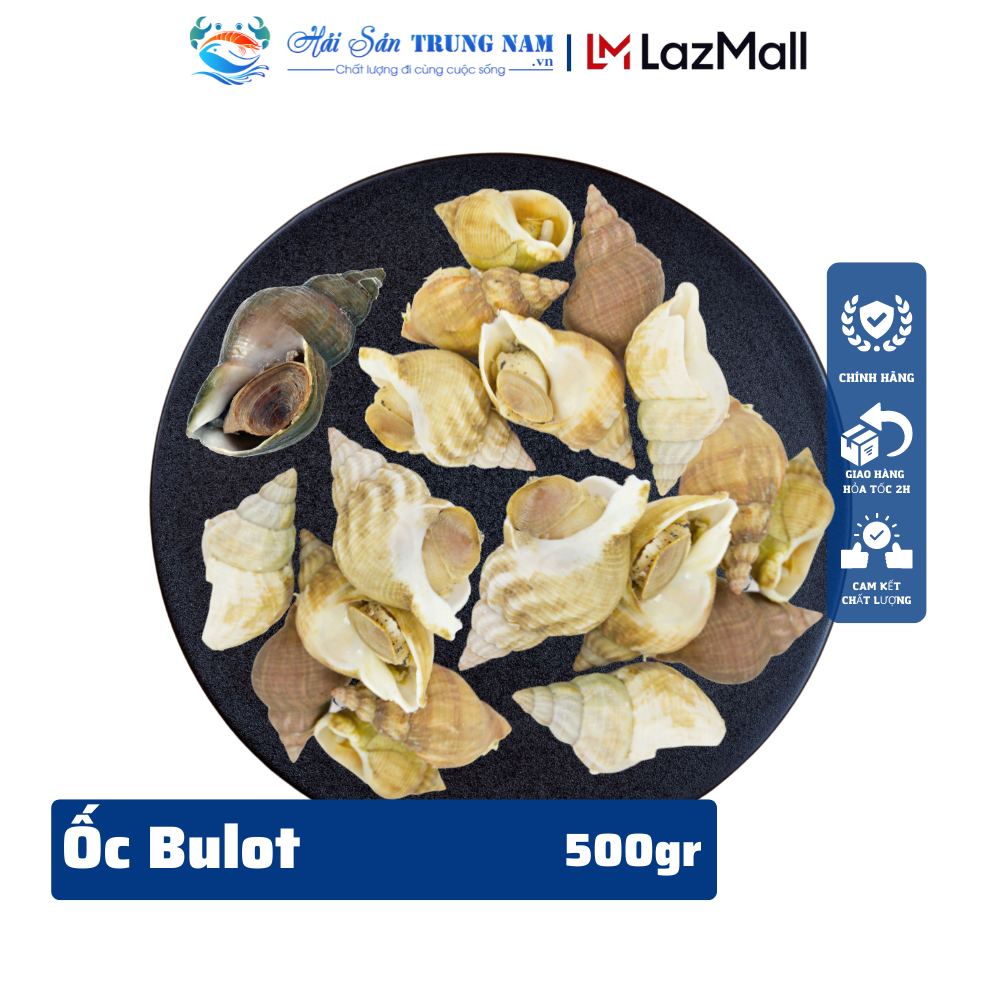 Ốc Bulot Pháp Nhập Khẩu Size 30-40 Con (Túi 1KG)