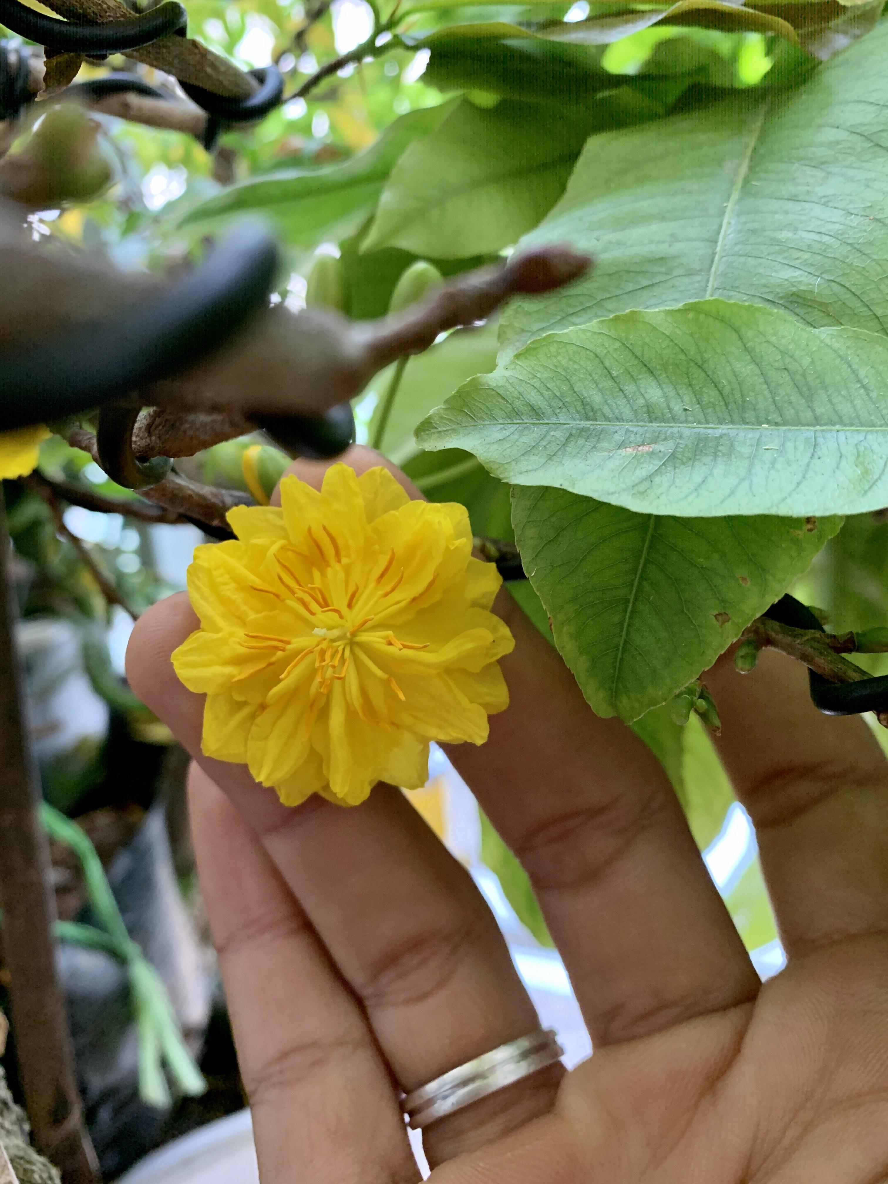 Hoa cúc mai 36 cánh cây giống