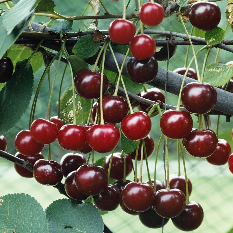 CÂY GIỐNG CHERRY MỸ