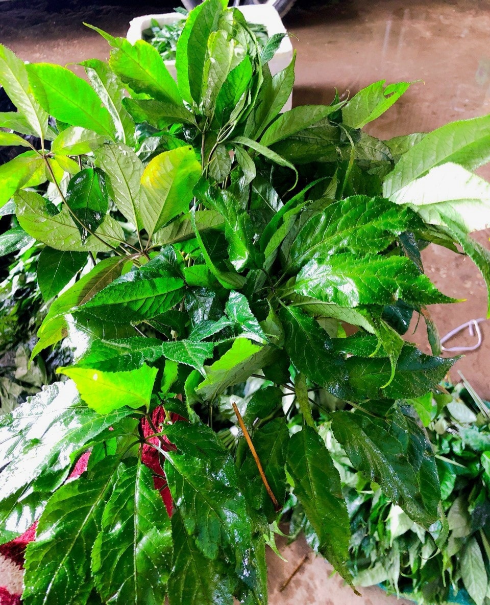 1kg Lá Sâm Ngọc Linh Tươi