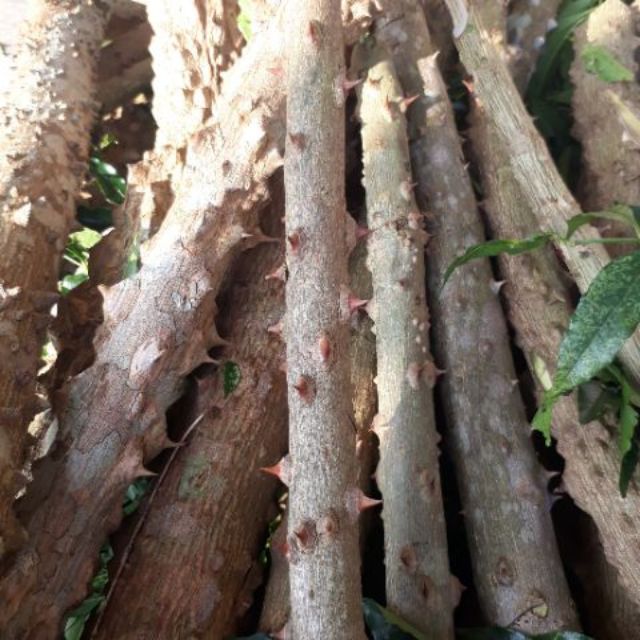 Ưng Bất Bạc (Muồng Truỗng)