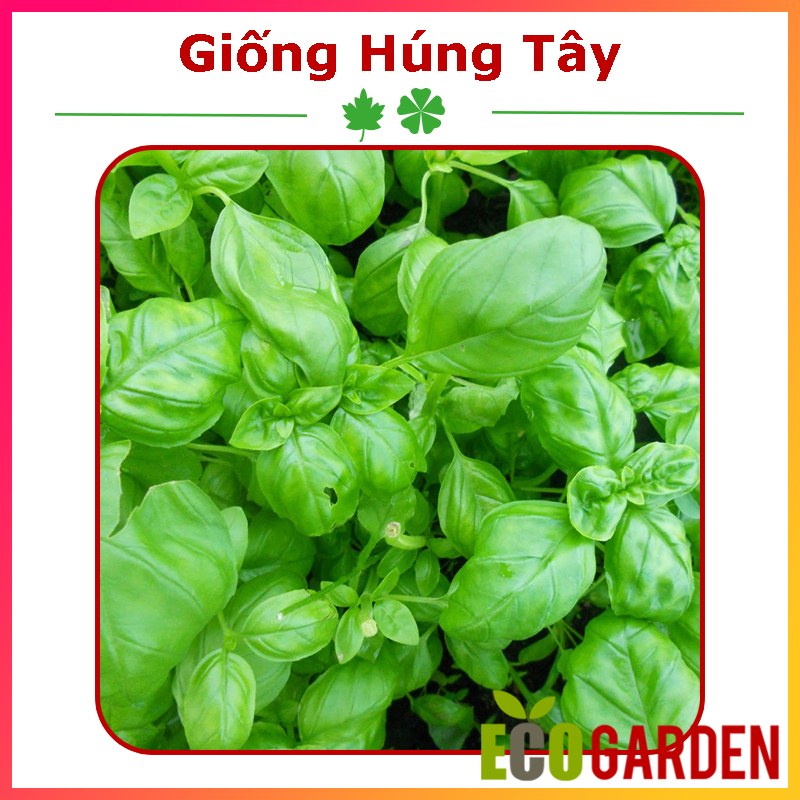 Hạt Giống Rau Húng Tây (Quế Tây) Basil Italy (ECO.114)