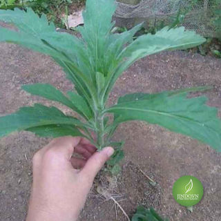Cây Ngải Dại khô 1KG -LV194