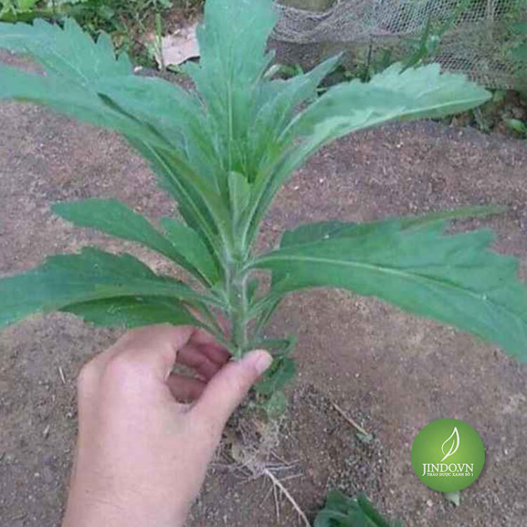 Cây Ngải Dại khô 1KG -LV194