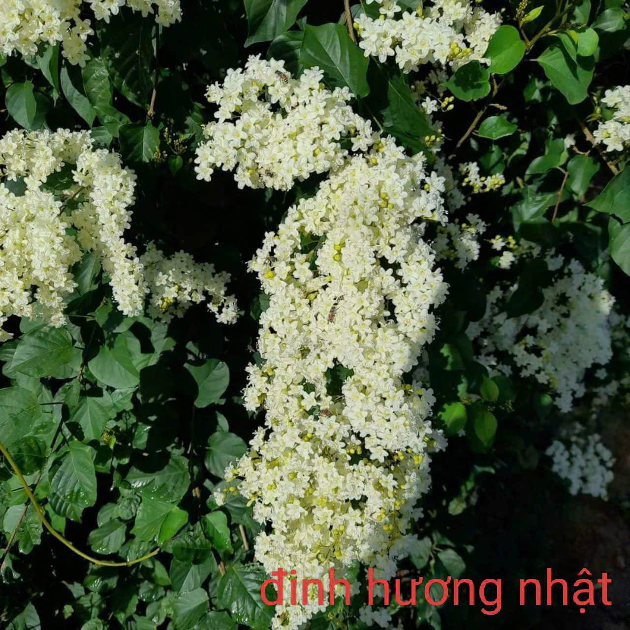 Cây hoa leo Đinh Hương Nhật Bản (Ngọc Châu Tuyết Trắng)