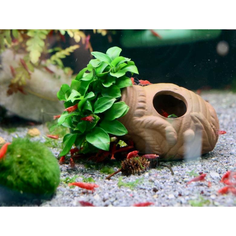 Ráy Nana Petite - Cây Thủy Sinh